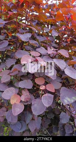 Wunderschönes Hintergrundbild von Euphorbia cotinifolia, auch bekannt als tropischer Schornstein, karibische Kupferpflanze, mexikanisches Sträucher Stockfoto