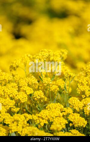 Aurinia saxatilis, östliches Madwort, graugrüne Blätter, hellgelbe Blüten, Stockfoto