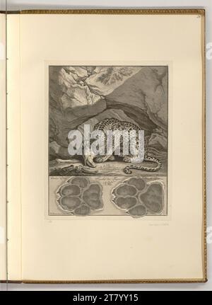 Johann Elias Ridinger (ausführende r Künstler in) der Tiger. Ätzen 1740 , 1740 Stockfoto