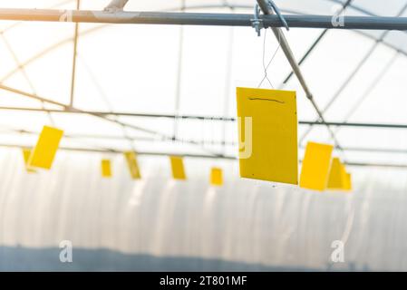 Trap von Insekt/Gelb Blumenkästen trap Stockfoto