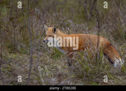 Ein junger Rotfuchs, der im Herbst durch die grasbewachsene Wiese spaziert. Stockfoto