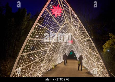 Hamburg, Deutschland. November 2023. Zwei Besucher fotografieren sich mit ihren Handys unter einer Lichtinstallation im „Weihnachtsgarten“ im Loki Schmidt Garten. Der Halbmond ist im Hintergrund zu sehen. In diesem Winter verwandelt sich der Loki Schmidt Garten erstmals in eine leuchtende Landschaft mit Lichtshows. Quelle: Georg Wendt/dpa/Alamy Live News Stockfoto