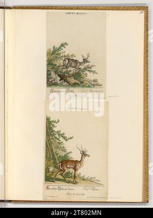 Johann Elias Ridinger (Ausführende r Künstler in) Hirsch. Ätzen, farbig 1718-1767 , 1718/1767 Stockfoto
