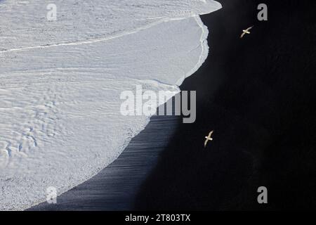 Blick aus der Vogelperspektive über die Welle, die über schwarzen Sand/Lavastrand rollt, mit zwei nördlichen Fullmars, die im Winter in Vík í Mýrdal, Südisland, vorbeifliegen Stockfoto