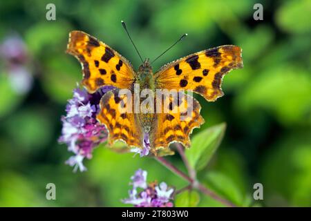 Komma-Schmetterling (Polygonia c-Album), der im Sommer Nektar aus der Blüte trinkt Stockfoto