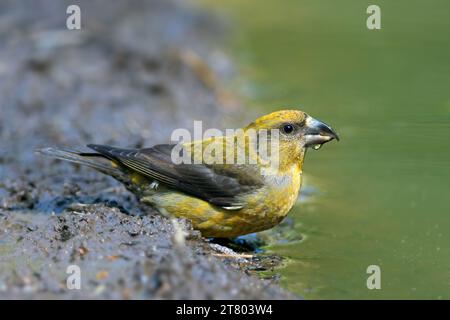 Roter Kreuzschnabel / Kreuzschnabel (Loxia curvirostra) Weibliches Trinkwasser aus Teich / Bach Stockfoto