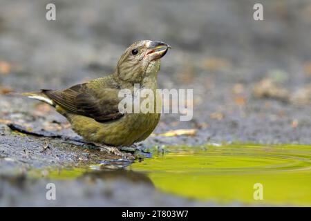Roter Kreuzschnabel / Kreuzschnabel (Loxia curvirostra) Weibliches Trinkwasser aus Teich / Bach Stockfoto