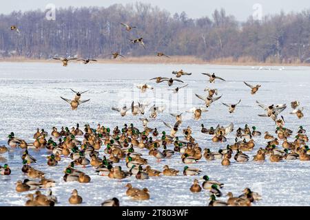 Stockenten/Wildenten (Anas platyrhynchos) Männchen/Drachen und Weibchen, die im Winter auf Eis eines gefrorenen Teichs ruhen Stockfoto