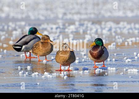 Zwei Paare Stockenten/Wildenten (Anas platyrhynchos), Männchen/Drachen und Weibchen, die im Winter auf Eis eines gefrorenen Teichs ruhen Stockfoto