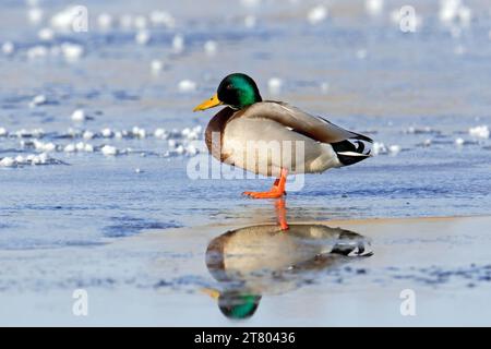 Stockenten / Wildenten (Anas platyrhynchos) männlich / drake, der im Winter auf Eis eines gefrorenen Teichs ruht Stockfoto