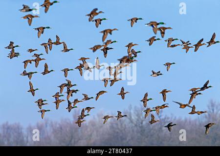 Stockenten / Wildenten (Anas platyrhynchos) strömen im Winter im Flug Stockfoto