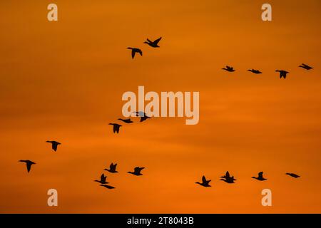 Stockenten / Wildenten (Anas platyrhynchos) strömen im Flug Silhouetten vor dem orangefarbenen Sonnenuntergangshimmel im Winter Stockfoto