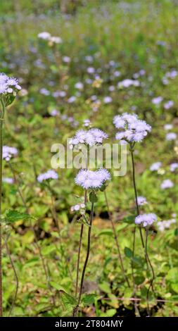 Nahaufnahme der Blumen von Ageratum conyzoides, auch bekannt als Tropical White Weed, Billygoat Plant, Goatweed, Bluebonnet, Bluetop, White Cap, Chick Weed, Bil Stockfoto