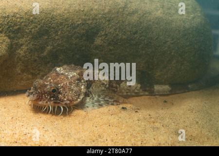 Die pogge ist ein kleiner Grundfisch Stockfoto