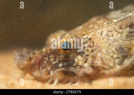 Die pogge ist ein kleiner Grundfisch Stockfoto