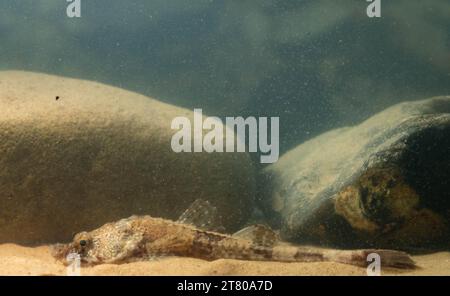 Die pogge ist ein kleiner Grundfisch Stockfoto