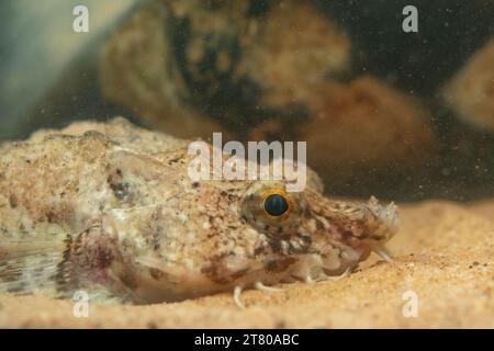 Die pogge ist ein kleiner Grundfisch Stockfoto