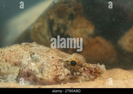 Die pogge ist ein kleiner Grundfisch Stockfoto