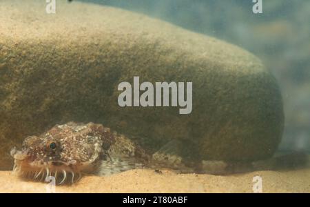 Die pogge ist ein kleiner Grundfisch Stockfoto