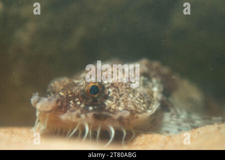 Die pogge ist ein kleiner Grundfisch Stockfoto