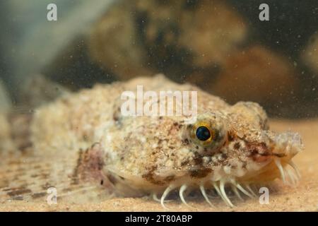 Die pogge ist ein kleiner Grundfisch Stockfoto