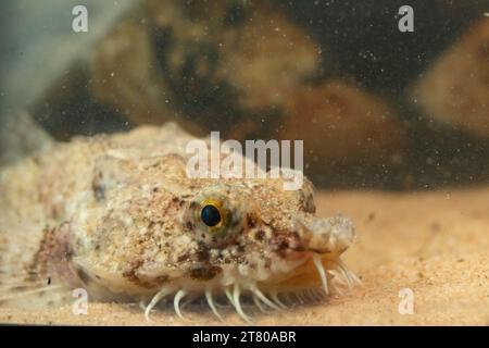 Die pogge ist ein kleiner Grundfisch Stockfoto