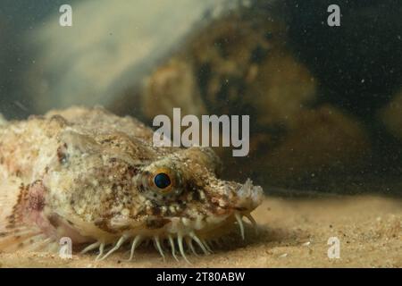 Die pogge ist ein kleiner Grundfisch Stockfoto