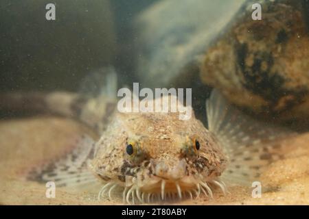 Die pogge ist ein kleiner Grundfisch Stockfoto