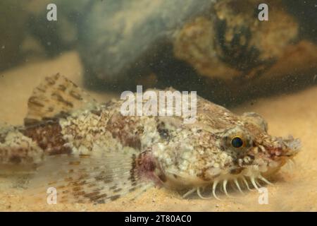 Die pogge ist ein kleiner Grundfisch Stockfoto