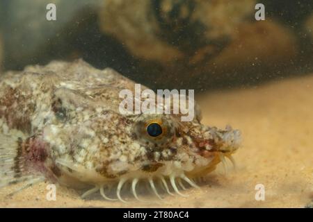 Die pogge ist ein kleiner Grundfisch Stockfoto