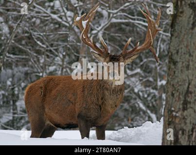 Canadian Caribou Parc Omega Quebec, Kanada 2019 Stockfoto