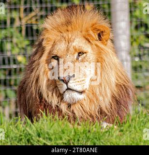 African Lions Basking in the Sun im Yorkshire Wildlife Park, Doncaster, Vereinigtes Königreich, 7. Oktober 2018 Stockfoto