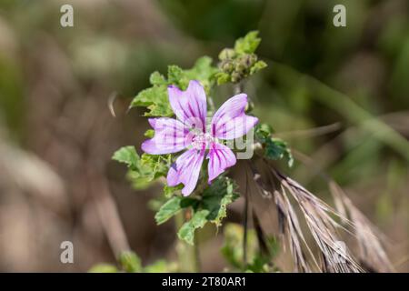 Schöne Blüte lila Blume der Malva Common (Malva sylvestris) wächst wild Stockfoto