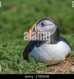 Ein Papageientaucher saß an den Hängen über den Klippen des Wick auf Skomer Island Pembrokeshire, Wales Stockfoto