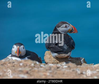 Ein Papageientaucher saß an den Hängen über den Klippen des Wick auf Skomer Island Pembrokeshire, Wales Stockfoto