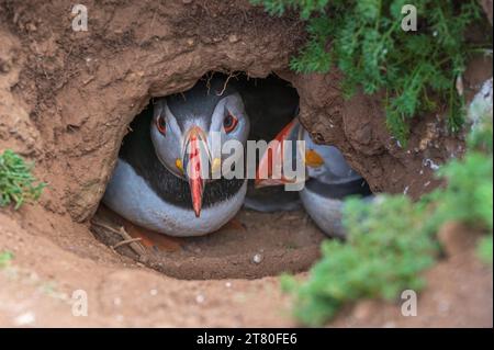 Ein Papageientaucher saß im Eingang zu seiner Höhle bei The Wick auf Skomer Island Pembrokeshire, Wales Stockfoto