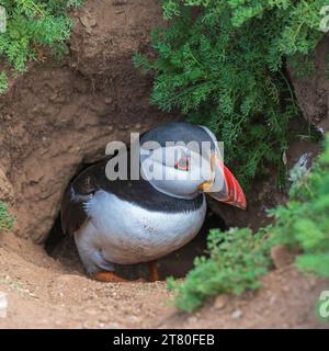 Ein Papageientaucher saß im Eingang zu seiner Höhle bei The Wick auf Skomer Island Pembrokeshire, Wales Stockfoto