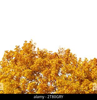 Tulpenbaum der Art Liriodendron tulipifera mit gelben, hellen Herbstblättern isoliert auf weiß mit Beschneidungsweg, Rahmen- oder Randgrafik Stockfoto