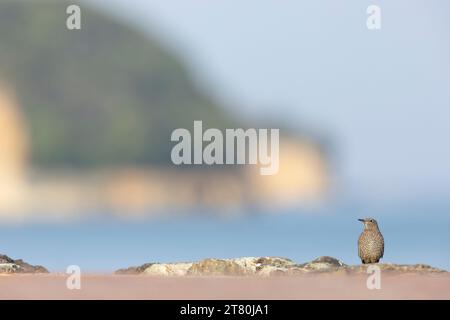 Weibliche Blausteindrossel ((Monticola solitarius philippensis) aus einem niedrigen Winkel gesehen. Stockfoto