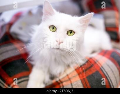 Eine flauschige weiße Katze mit gelben Augen, die auf einem Haustierbett liegt Stockfoto