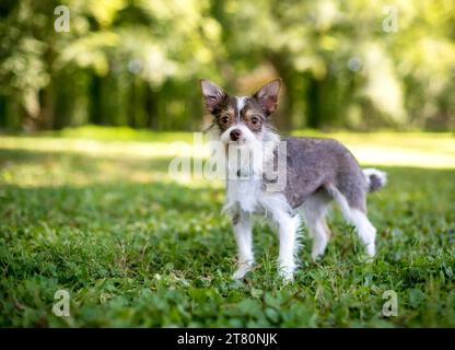 Ein Chihuahua x Wire Fox Terrier Mischlingshund (auch bekannt als Wire Chiwoxy) im Freien, Blick auf die Kamera Stockfoto