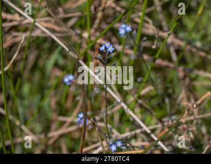 Wildblume das Feld Vergissmeinnicht (Myosotis arvensis). Eine kleine blaue Jahresblume, die in einer Vielzahl von Lebensräumen wächst. Suffolk, Großbritannien Stockfoto