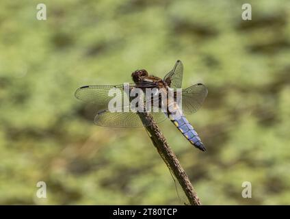 Eine detaillierte Aufnahme einer männlichen, breitkörperigen Chaser-Libelle (Libellula depressa) auf grünem Hintergrund. Suffolk , Vereinigtes Königreich . Stockfoto