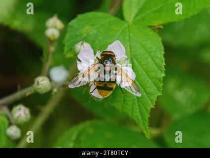 Volucella zonaria, die Hornissen imitieren den hoverfly, auch bekannt als die gürtelfliege auf einer Brombeerblume im Wald, Suffolk, Großbritannien Stockfoto