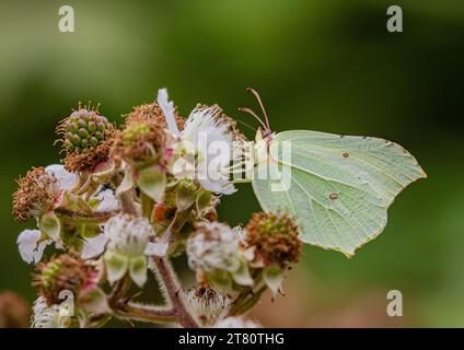 Eine Nahaufnahme eines wunderschönen Brimstone Butterfly, der seine Unterflügel, Antennen und Proboscis deutlich zeigt. Fütterung von Brombeerblüten. Suffolk, Großbritannien Stockfoto