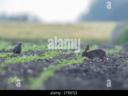 Ein seltener Anblick, Ein Brauner Hase (Lepus Europeaus) und ein Grauer Rebhühner (Perdix perdix), der auf dem Zuckerrübenfeld der Bauern interagiert. Suffolk, Großbritannien Stockfoto