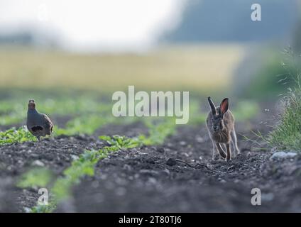 Ein seltener Anblick, Ein Brauner Hase (Lepus Europeaus) und ein Grauer Rebhühner (Perdix perdix), der auf dem Zuckerrübenfeld der Bauern interagiert. Suffolk, Großbritannien Stockfoto