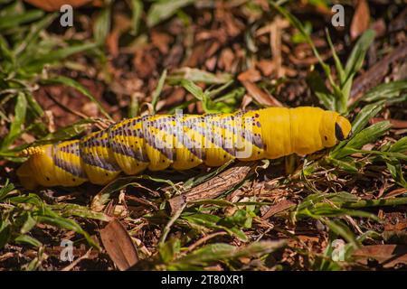Todesfälle Kopf Hawkmoth Acherontia atropos Larven 15411 Stockfoto