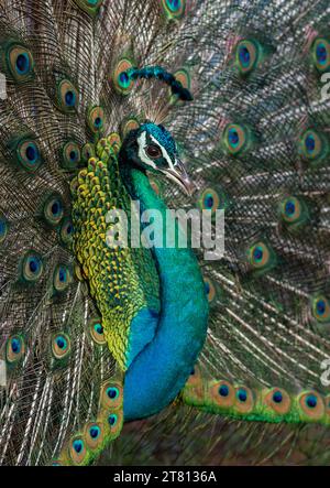 Lebendiger majestätischer, leuchtender Pfau aus nächster Nähe mit atemberaubenden Federn in einem Spektrum von Farben, dunklem Hintergrund aus dem Yala-Nationalpark Sri Lanka Stockfoto