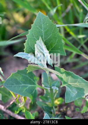 Im Frühjahr wächst im Garten die essbare Pflanzenkorre (Atriplex hortensis) Stockfoto